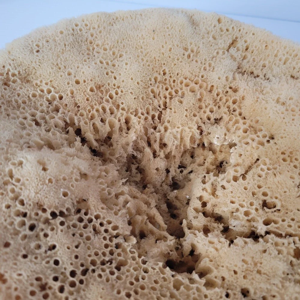 2 Natural Sea Sponges Vase Cap Ocean Nautical Beach House Decor 7